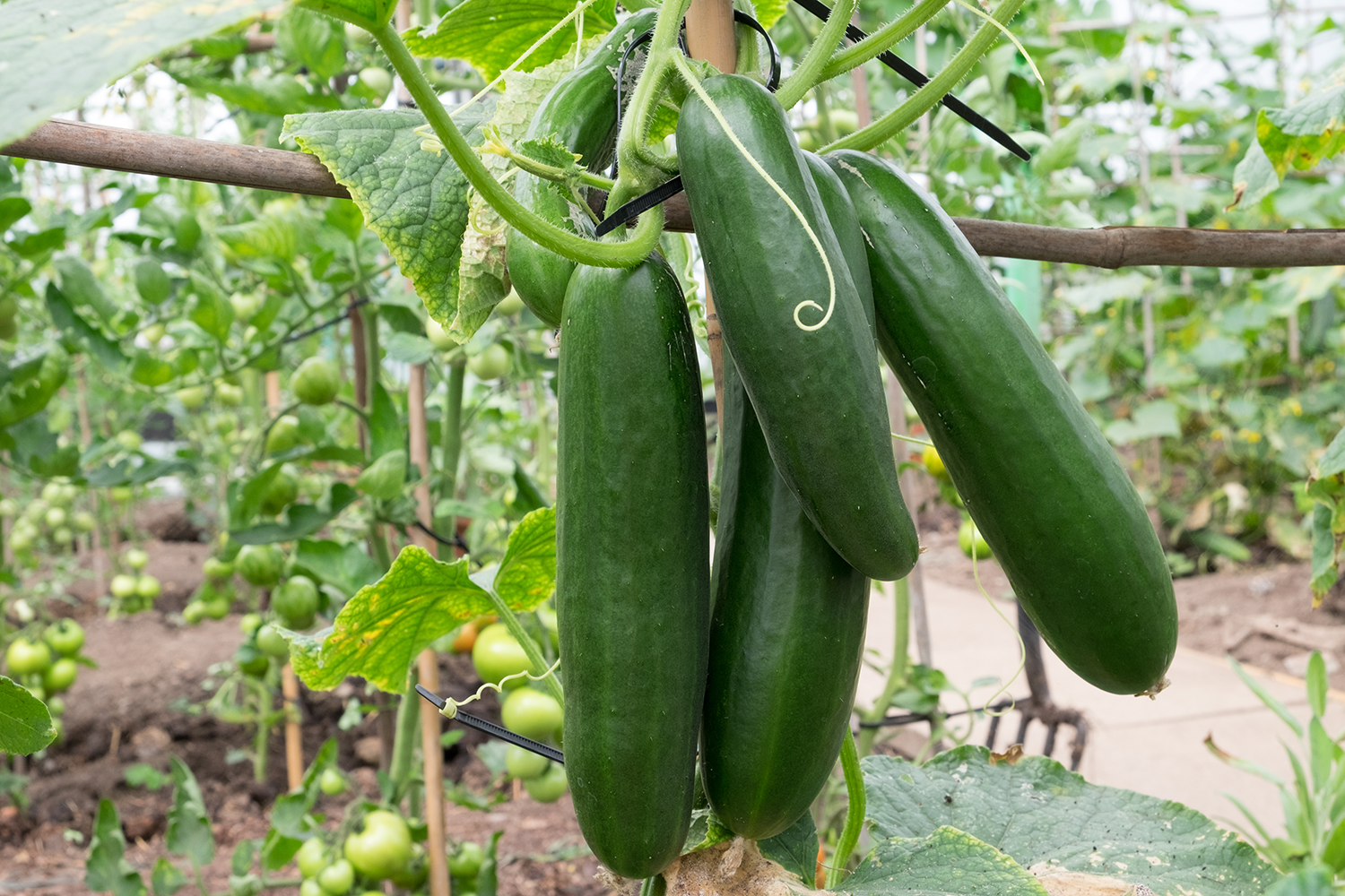 cucumber growing guide |tui| prepare, plant, nourish, harvest