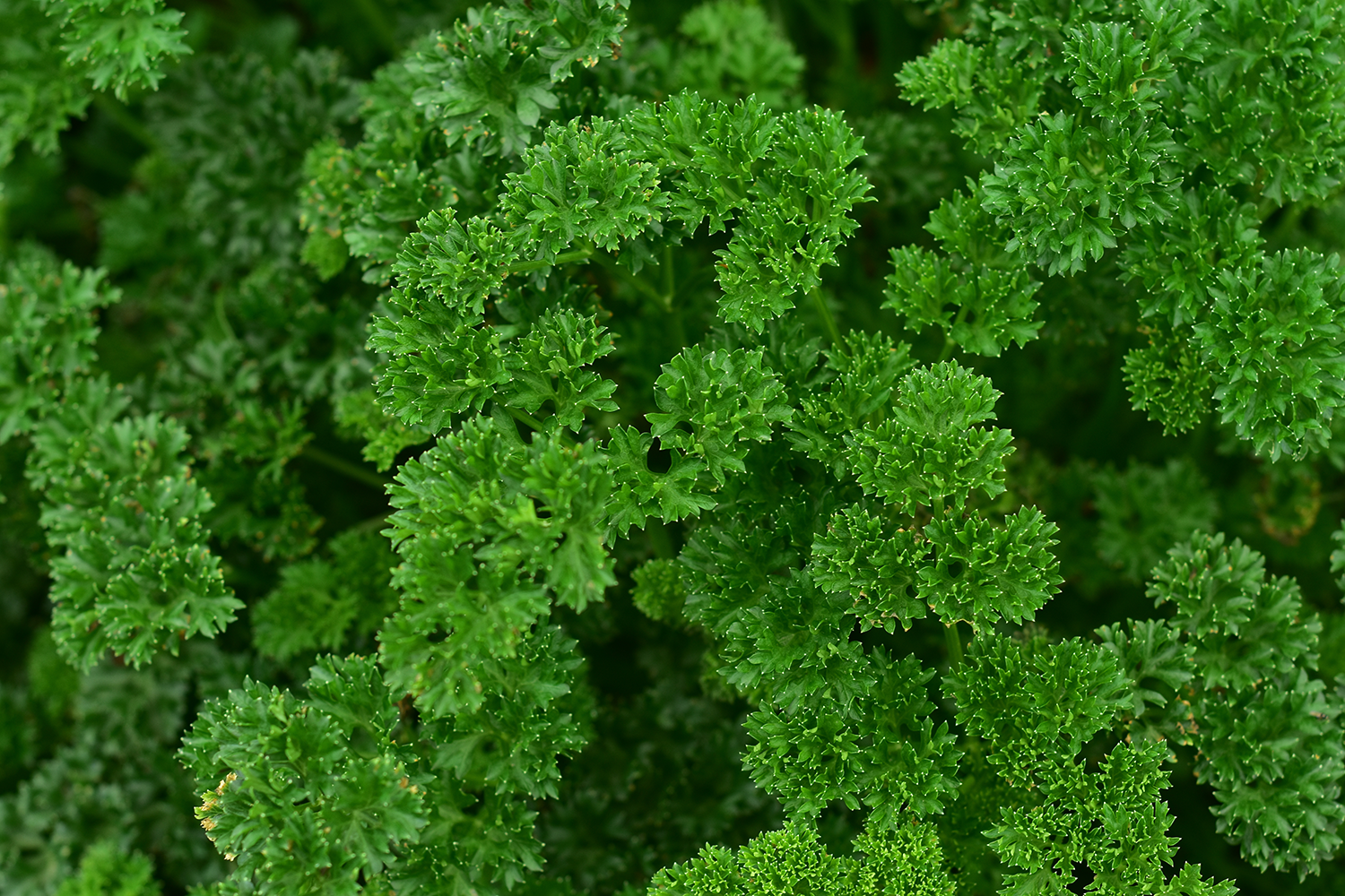 Parsley Growing Guide Tui Planting Feeding And Caring