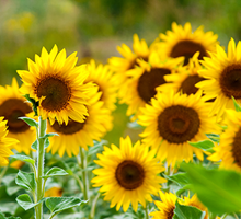 Sunflower Growing Guide