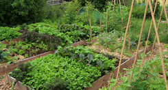Biggest gardening mistakes