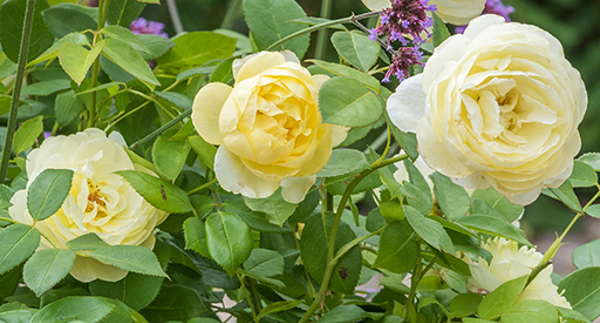 'Vanessa Bell'
