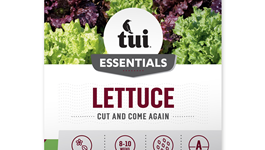 Lettuce - Cut & Come Again
