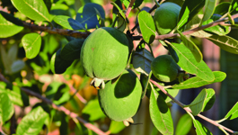 Feijoa Growing Guide