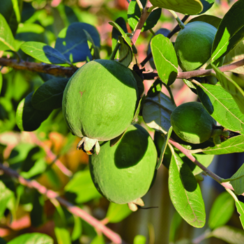 Feijoa Growing Guide