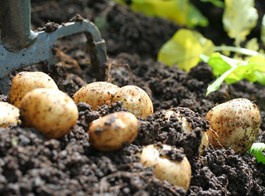 Potato Growing 101