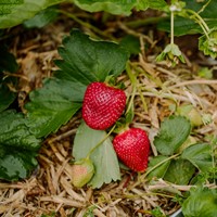Strawberry Growing Guide