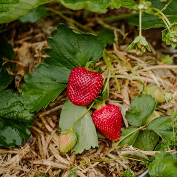 Strawberry Growing Guide