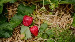 Strawberry Growing Guide