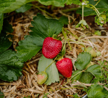 Strawberry Growing Guide