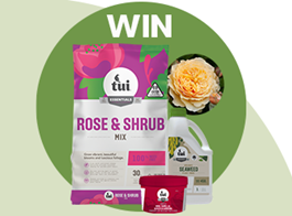 Win a rose planting pack