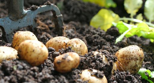 Potato Growing Guide Tui When To Plant Feeding Protecting