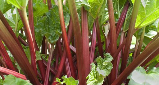 How To Grow Rhubarb