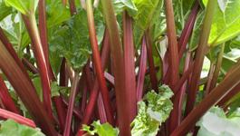 Rhubarb Growing Guide