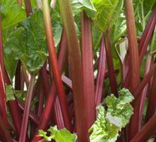 Rhubarb Growing Guide