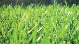 Green up a lawn