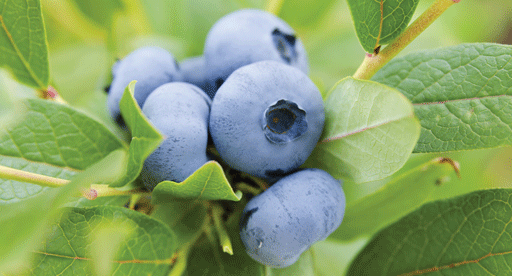 Delite Blueberry Plant Sweet Blueberries Healthy Shrub Nutritious Health Plants 