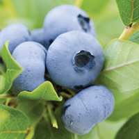 Blueberry Growing Guide