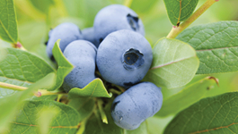 Blueberry Growing Guide
