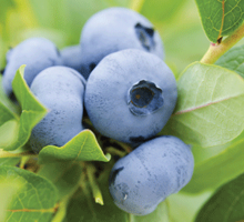 Blueberry Growing Guide