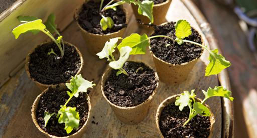 A Nourishing Recipe to Boost Seedling Growth