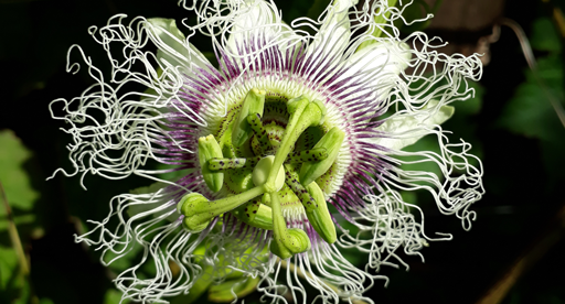 passion fruit plant varieties