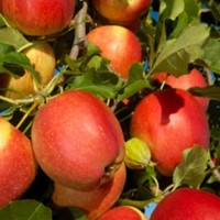 Fruit Tree Growing Guide