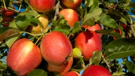 Fruit Tree Growing Guide