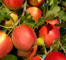 Fruit Tree Growing Guide