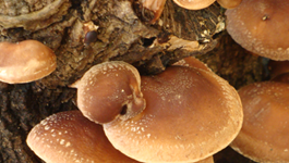 Mushroom Growing Guide