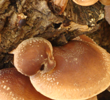 Mushroom Growing Guide