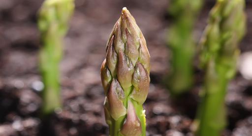 Asparagus Growing Guide Tui Prepare Plant Nourish,What Is A Dogs Normal Temperature In Celsius