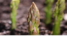 Asparagus Growing Guide