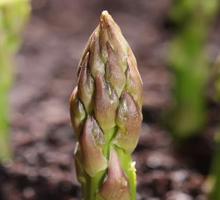 Asparagus Growing Guide