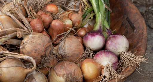 types of onion plants