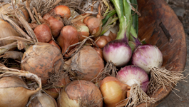 Onion Growing Guide