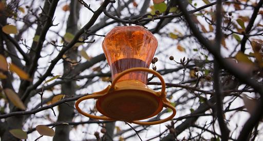 nectar feeder for tui