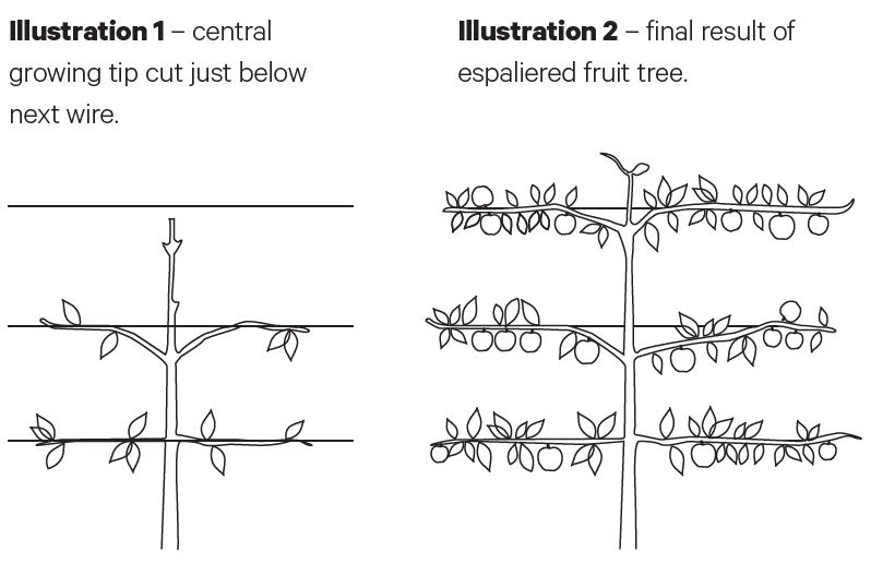 Fruit Tree Espalier Guide