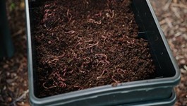 A Beginner's Guide to Worm Farming