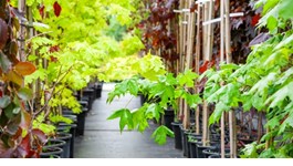 Large Tree Planting Guide