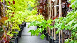 Large Tree Planting Guide