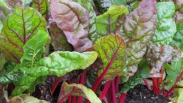 Winter Greens Gardening Guide