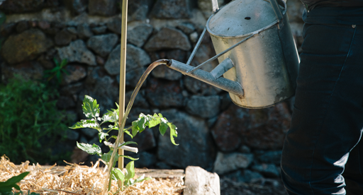 Everything You Should Know About Deep Watering