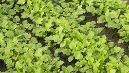 Cover Crops Growing Guide
