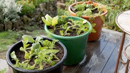 Organic Container Gardening Guide