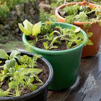Organic Container Gardening Guide