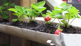 Grow Strawberries in Guttering