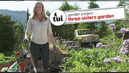 Tui Garden Project - Three-sisters garden