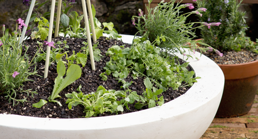 Image of Lavender and mint planted in a terracotta pot together