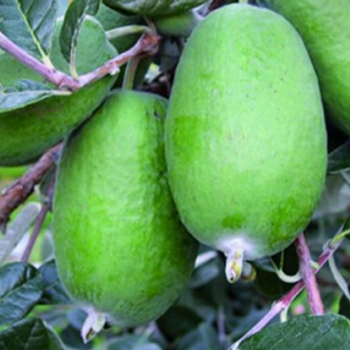 When and how do I prune my feijoa tree?