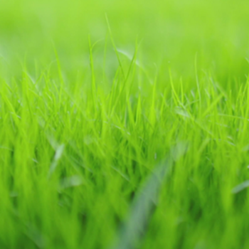 Top Tips for a Beautiful Lawn